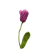 3D Bloom Tulip with Leaf