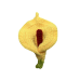 3D Calla Lily