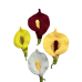 3D Calla Lily