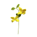 Forsythia