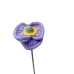 Small Size Corn Poppy