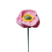 Small Size Corn Poppy