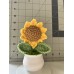 Sunflower in Pot