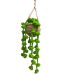 Hanging Plants